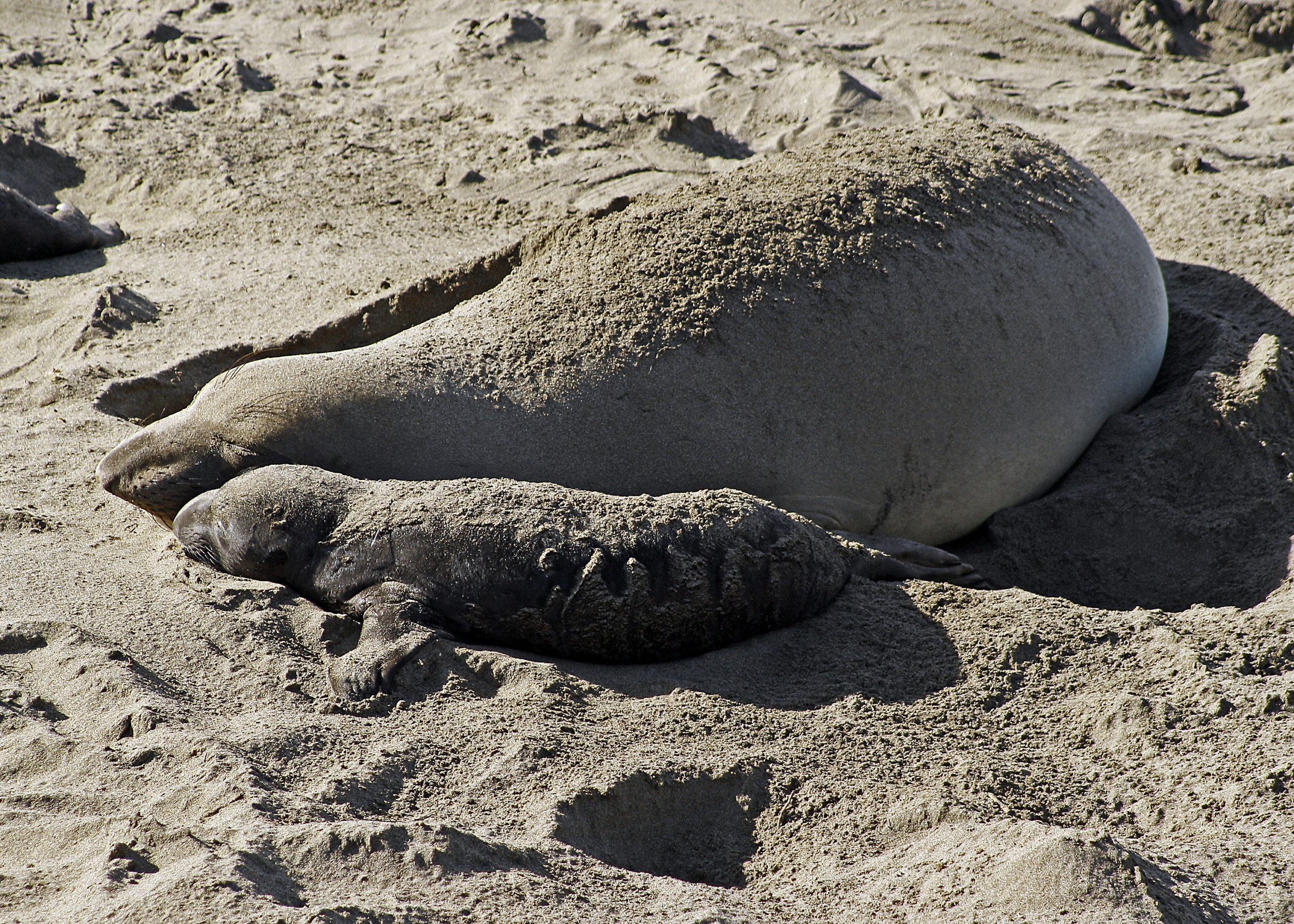The Insider S Guide To San Luis Obispo Craigslist Unveil The Hidden Gems - y2q4yi1