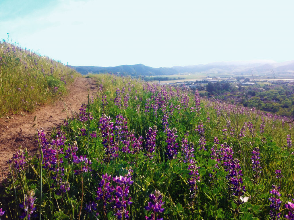 Hiking San Luis Obispo