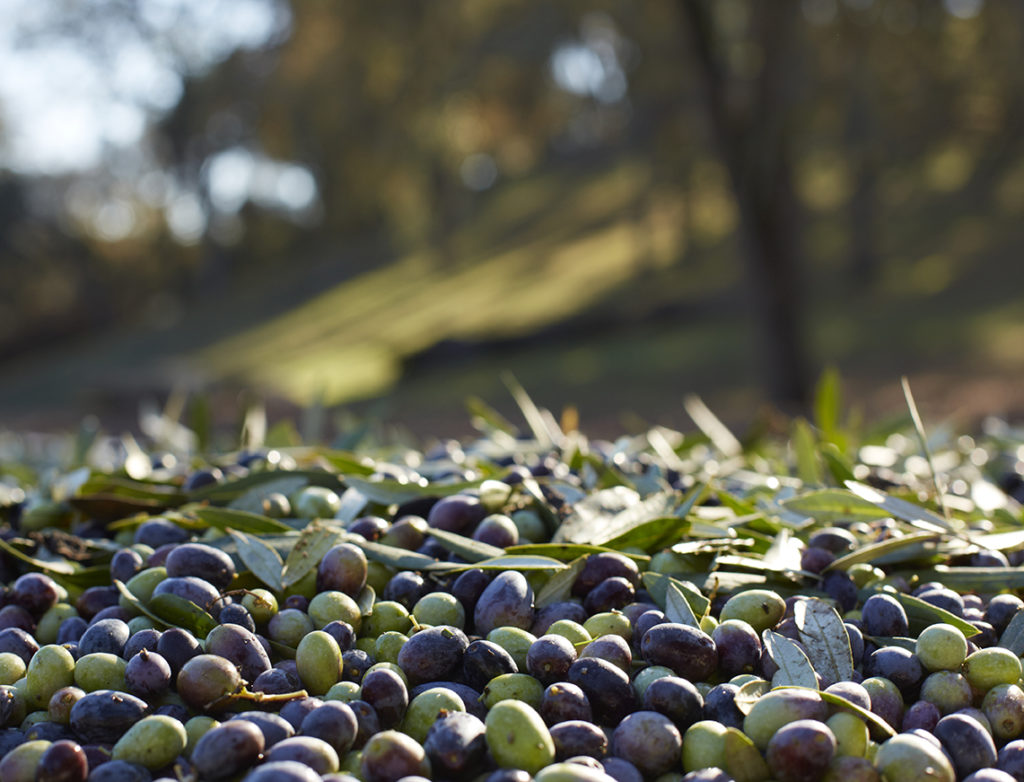 olive oil Paso Robles