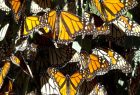 Monarch butterflies Pismo Beach
