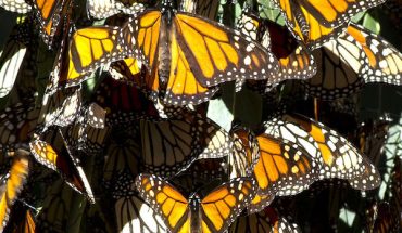 Monarch butterflies Pismo Beach