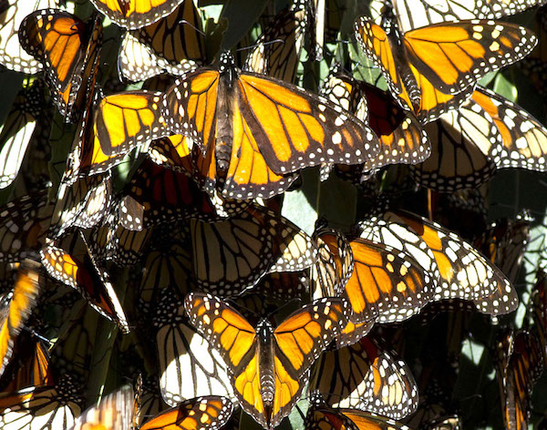 Monarch butterfly population has increased by thousands - San Luis