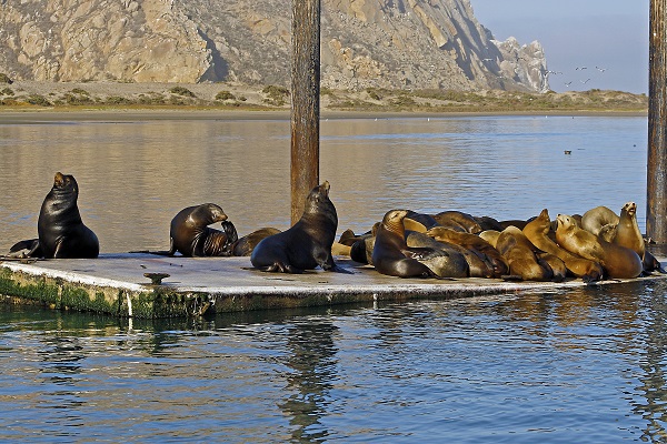 Explore the Winter Wildlife in Morro Bay - San Luis Obispo County Visitors  Guide