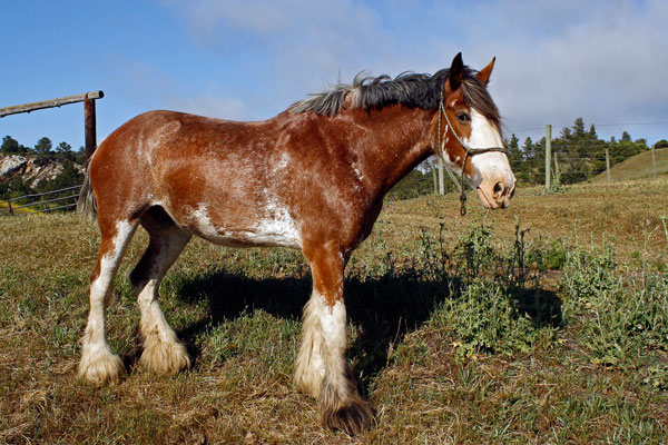 Trail Rides Cambria