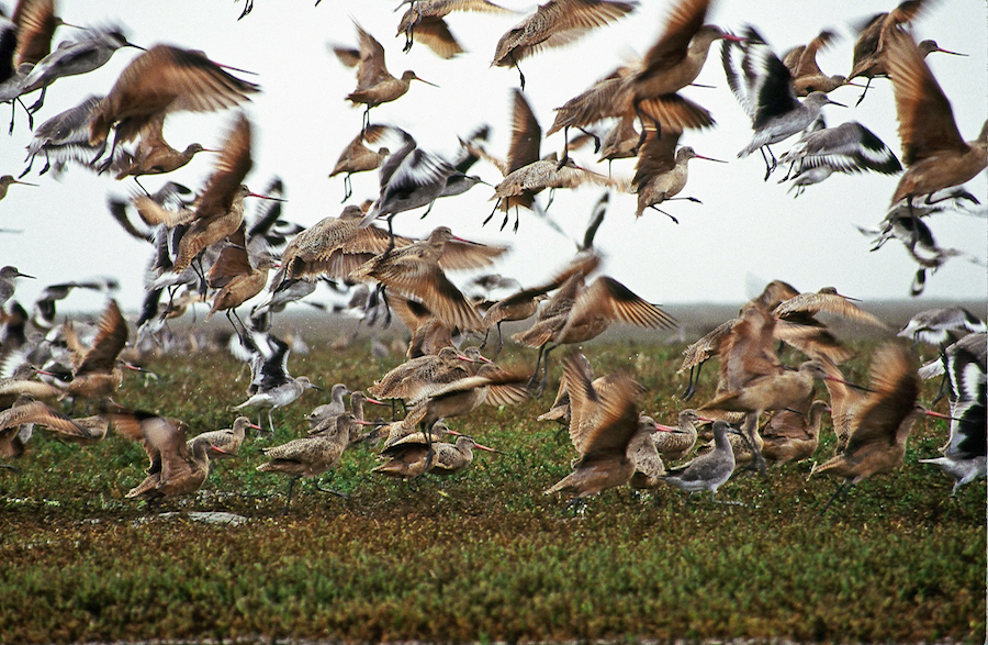 Morro Bay: California's Hottest Winter Birding Destination