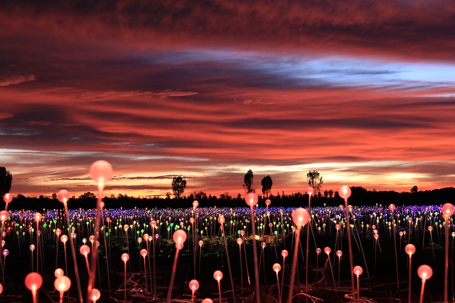 Bruce Munro Field of Lights at Sensorio