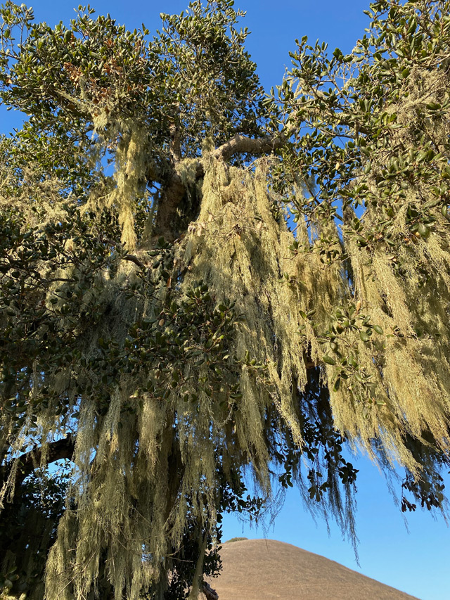 Tree-along-the-hike