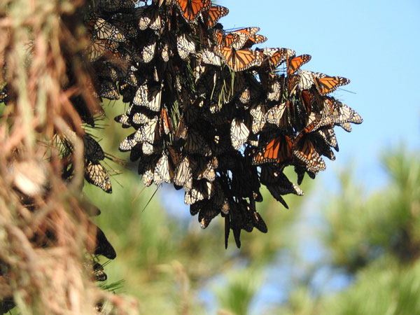 Monarch butterflies