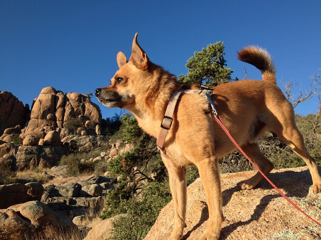 dog friendly Morro Bay