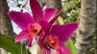 Orchids in San Luis Obispo County