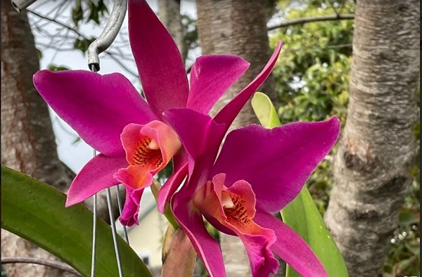 Orchids in San Luis Obispo County