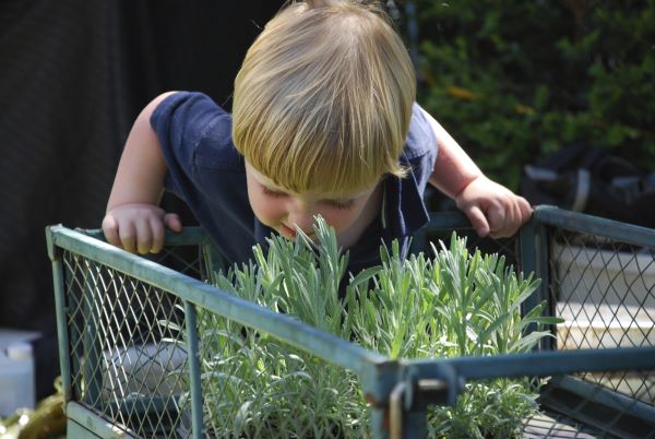 Lavender and Olive Festival