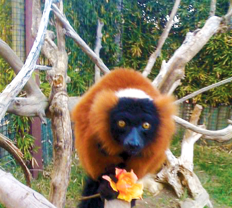 Animals of West Africa, Charles Paddock Zoo