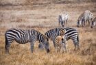 Zebras at Hearst Castle