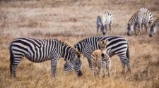Zebras at Hearst Castle