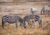 Zebras at Hearst Castle
