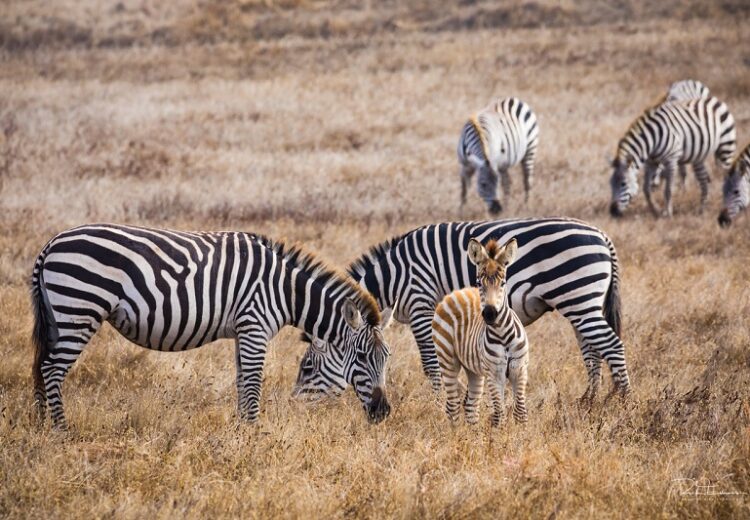 Zebras at Hearst Castle