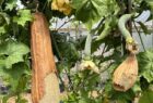 Luffa Farm Nipomo