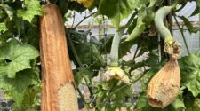 Luffa Farm Nipomo