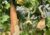 Luffa Farm Nipomo