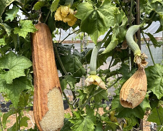 Luffa Farm Nipomo