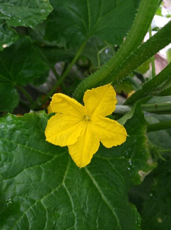 Luffa Farm Nipomo