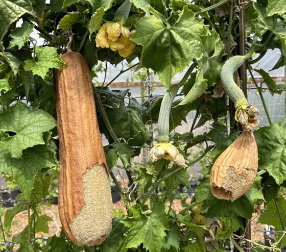 Luffa Farm Nipomo