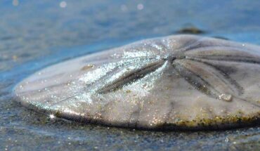 Stewardship Outreach Program Pismo Beach