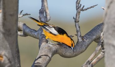 Birdwatching on the Central Coast