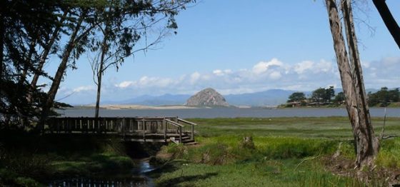 Birdwatching on the Central Coast