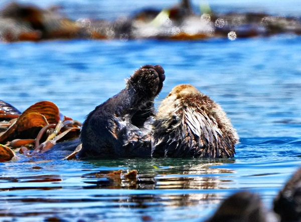 Ocean adventures and whale watching Morro Bay