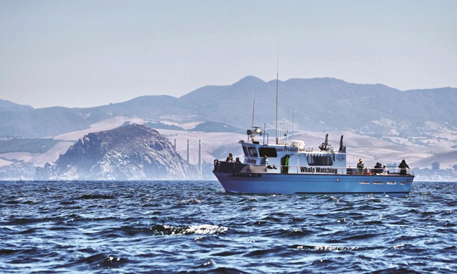 Whale watching Morro Bay