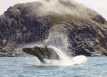 whale watching Morro Bay