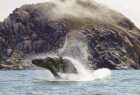 whale watching Morro Bay