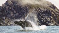 whale watching Morro Bay