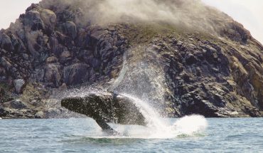 whale watching Morro Bay