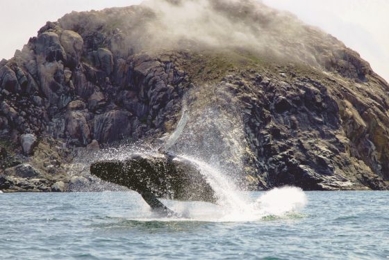 whale watching Morro Bay