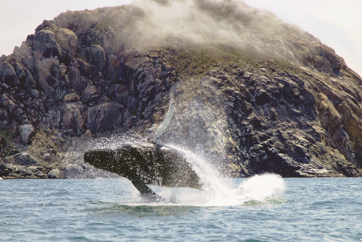 whale watching Morro Bay