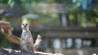 Brew at the Zoo