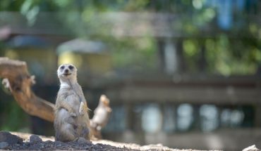 Brew at the Zoo