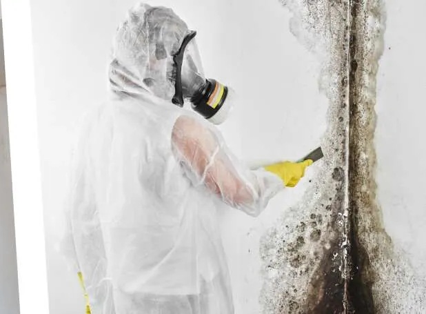 mold cleanup San Luis Obispo County