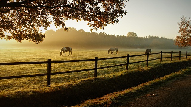 luxury real estate Paso Robles