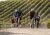 Bovine Classic Atascadero CA