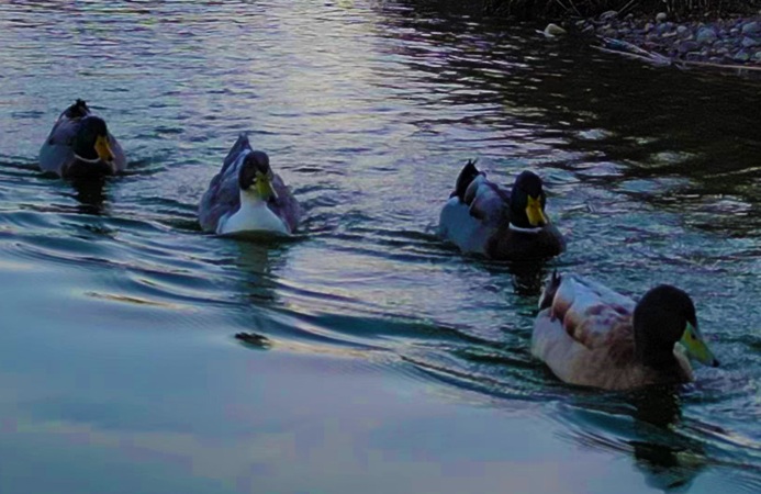 Franklin Pond Paso Robles hot springs