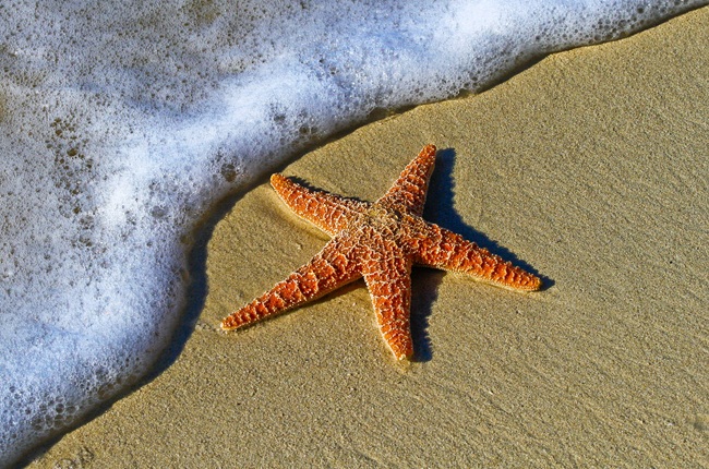 Explore tide pools in SLO County