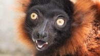 Madagascar habitat opening at Central Coast Zoo