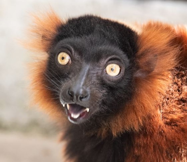 Madagascar habitat opening at Central Coast Zoo